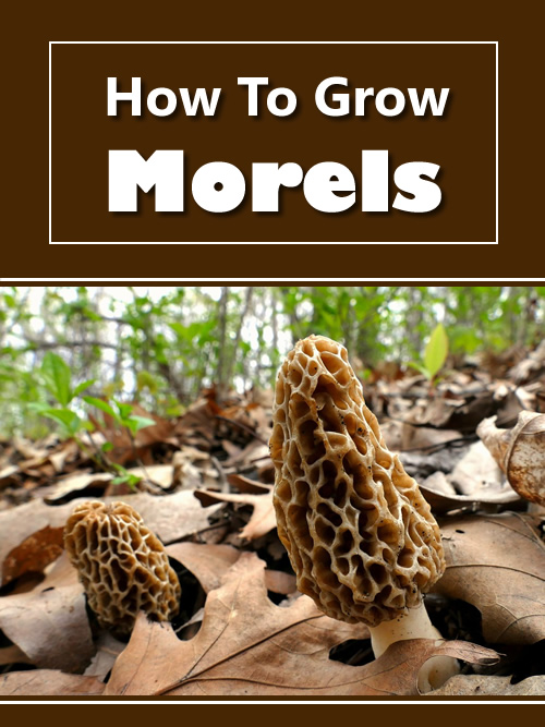 How To Grow Morels