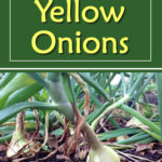 How To Grow Yellow Onions