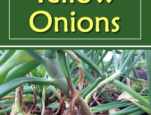 How To Grow Yellow Onions