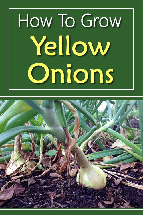 How To Grow Yellow Onions