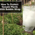 How To Protect Tomato Plants With Bubble Wrap