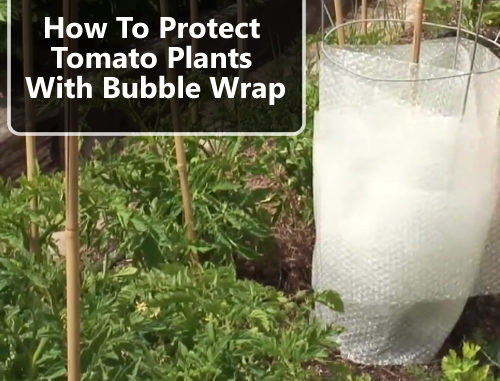 How To Protect Tomato Plants With Bubble Wrap