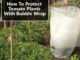 How To Protect Tomato Plants With Bubble Wrap