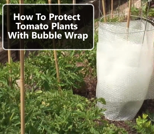 How To Protect Tomato Plants With Bubble Wrap