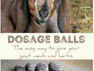 Homemade Dosage Balls For Your Goats