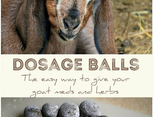 Homemade Dosage Balls For Your Goats