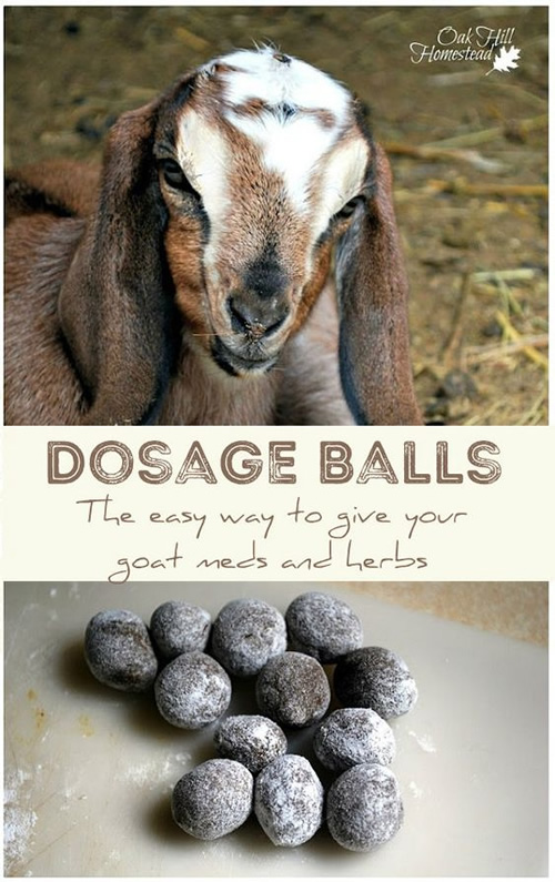 Homemade Dosage Balls For Your Goats