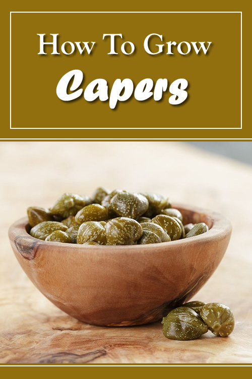 How To Grow Capers