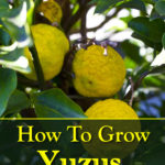 How To Grow Yuzu Citrus Trees