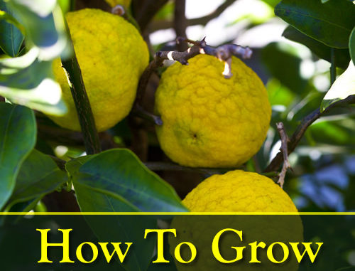 How To Grow Yuzu Citrus Trees