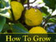 How To Grow Yuzu Citrus Trees
