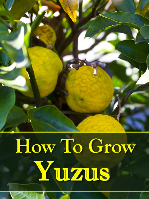 How To Grow Yuzu Citrus Trees