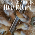 Homemade Organic Baby Chick Starter Feed