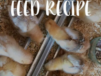 Homemade Organic Baby Chick Starter Feed