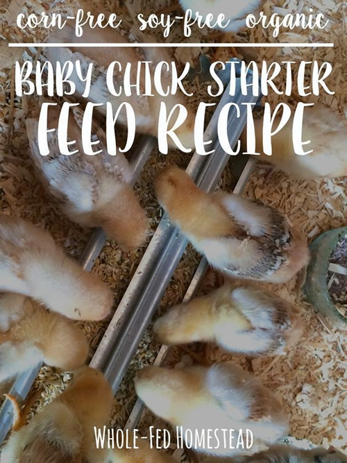 Homemade Organic Baby Chick Starter Feed