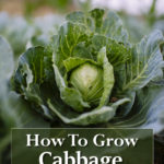 How To Grow Cabbage In Containers