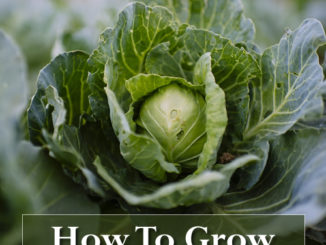 How To Grow Cabbage In Containers