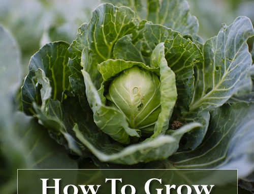 How To Grow Cabbage In Containers
