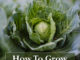 How To Grow Cabbage In Containers