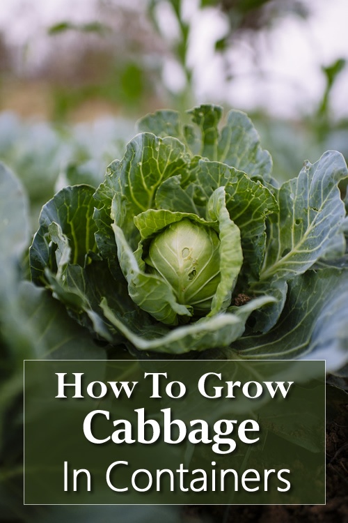 How To Grow Cabbage In Containers