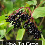 How To Grow Elderberries