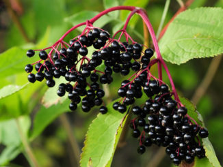 How To Grow Elderberries