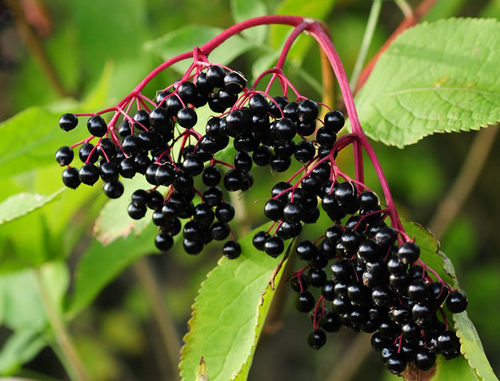 How To Grow Elderberries
