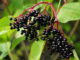 How To Grow Elderberries