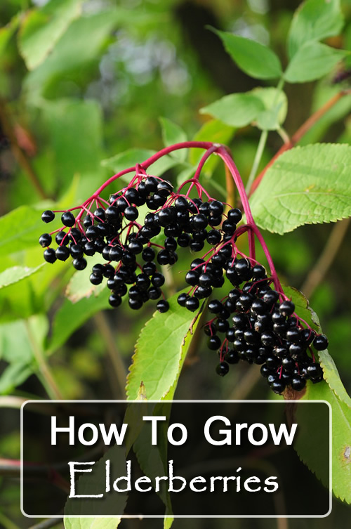 How To Grow Elderberries