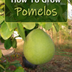 How To Grow A Pomelo Tree From Seed