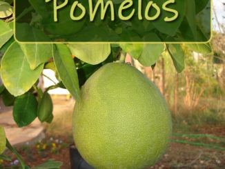 How To Grow A Pomelo Tree From Seed