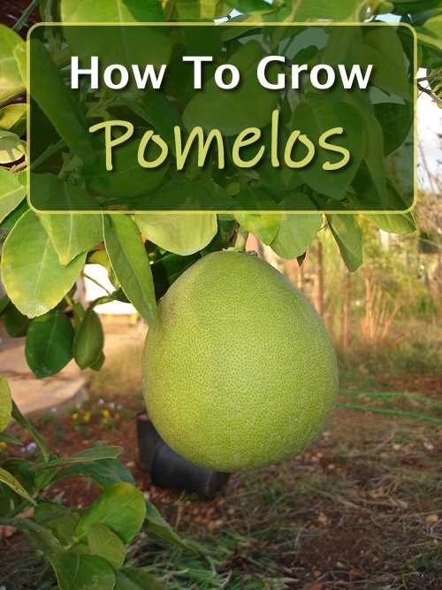 How To Grow A Pomelo Tree From Seed