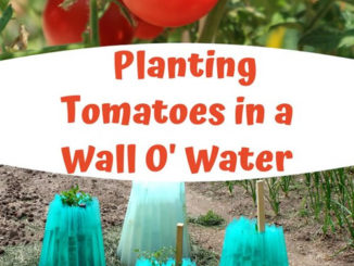 How To Plant Tomatoes In A Wall O Water
