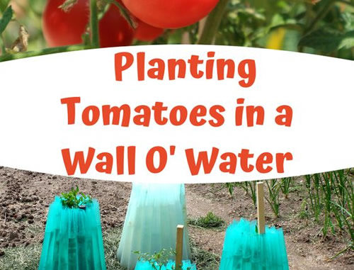 How To Plant Tomatoes In A Wall O Water