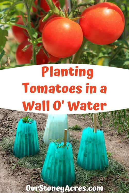 How To Plant Tomatoes In A Wall O Water
