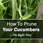 How To Prune Your Cucumbers
