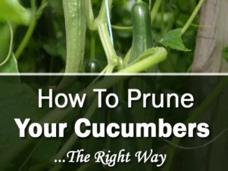 How To Prune Your Cucumbers