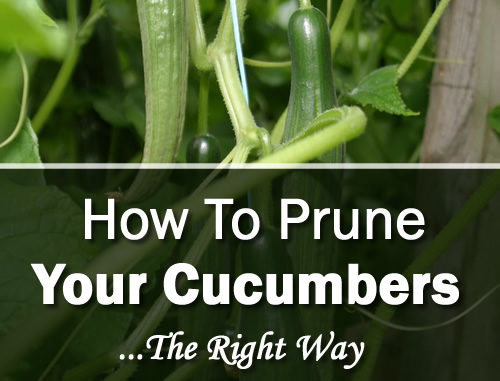 How To Prune Your Cucumbers