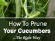 How To Prune Your Cucumbers