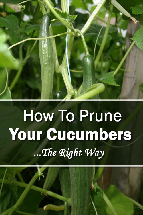 How To Prune Your Cucumbers