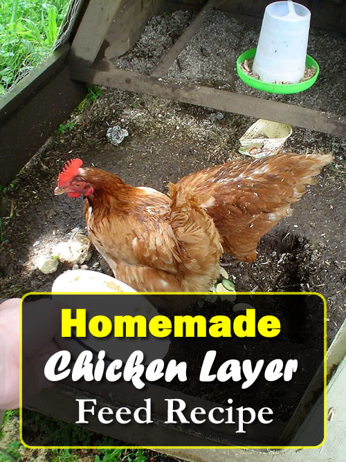 Homemade Chicken Layer Feed Recipe