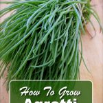 How To Grow Agretti