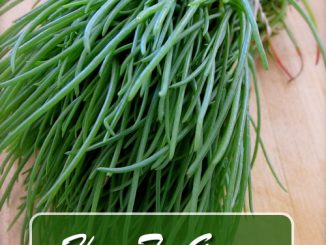 How To Grow Agretti