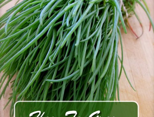 How To Grow Agretti