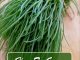 How To Grow Agretti