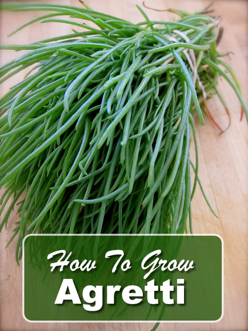 How To Grow Agretti