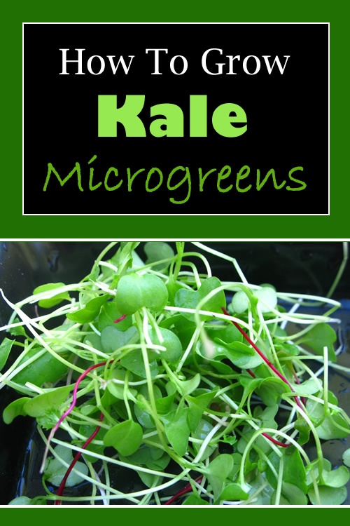 How To Grow Kale Microgreens