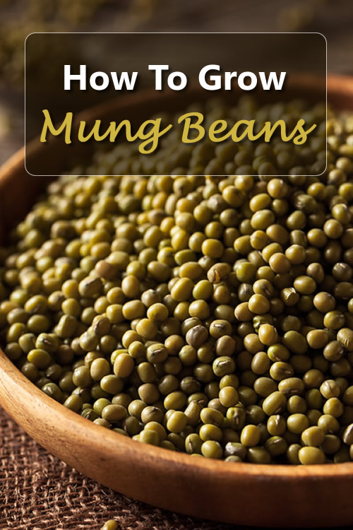 How To Grow Mung Beans