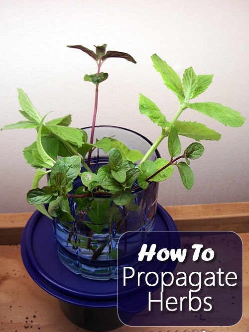 How To Propagate Garden Herbs