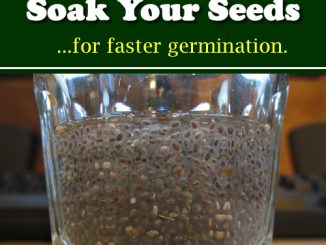 How To Soak Your Seeds